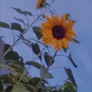 Meet your Posher, Isabel